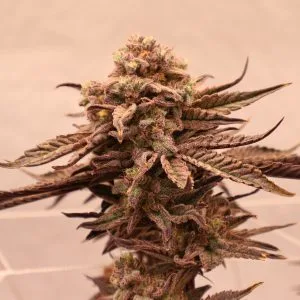 Blueberry Muffin THCa Flower - Indoor